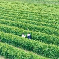 NAM DƯỢC – THU HÁI ĐỊNH KỲ DƯỢC LIỆU DÂY THÌA CANH TẠI VÙNG TRỒNG ĐẠT CHUẨN GACP-WHO